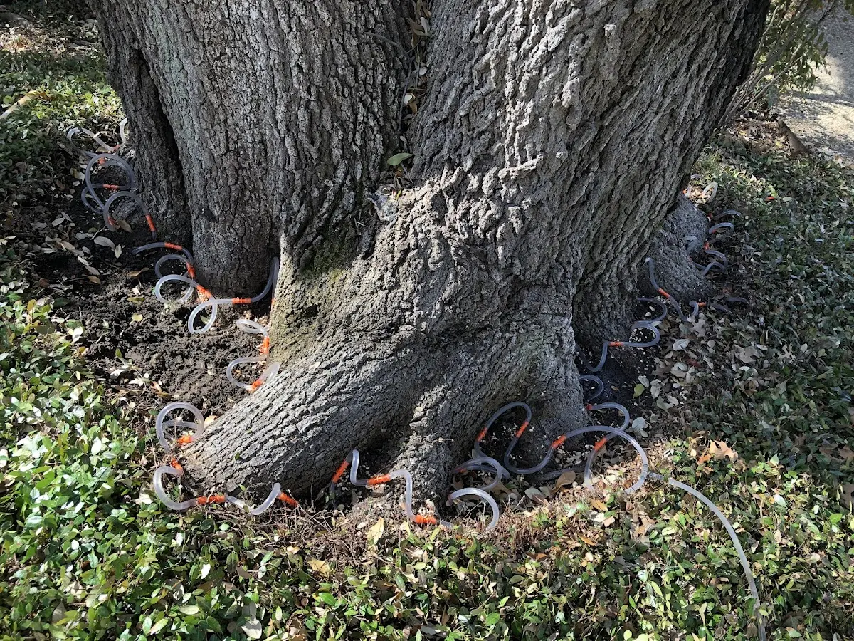 Detailed Tree Cabling and Bracing job site in Paoli