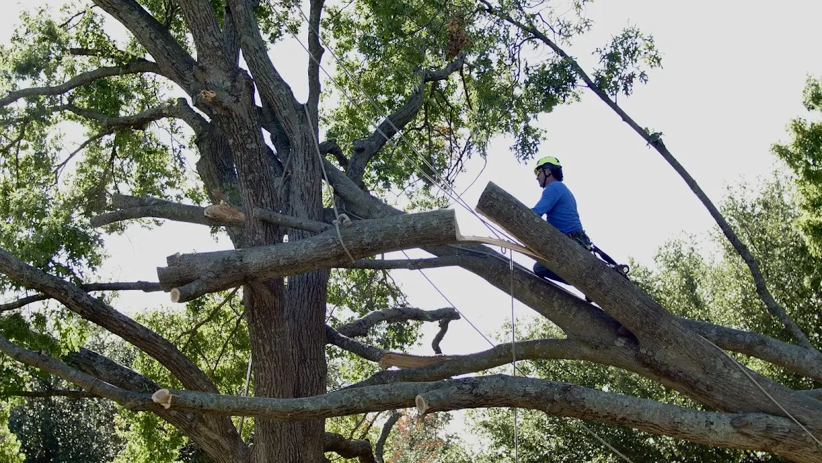 Professional Crown Thinning performed by certified arborists in Paoli