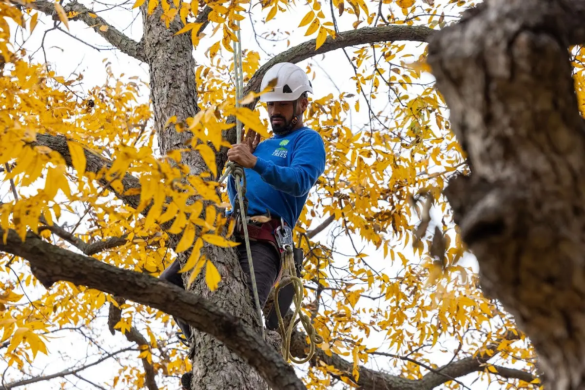 Skilled Tree Trimming crew working in Paoli